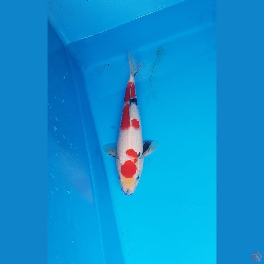 showa maruten 27cm