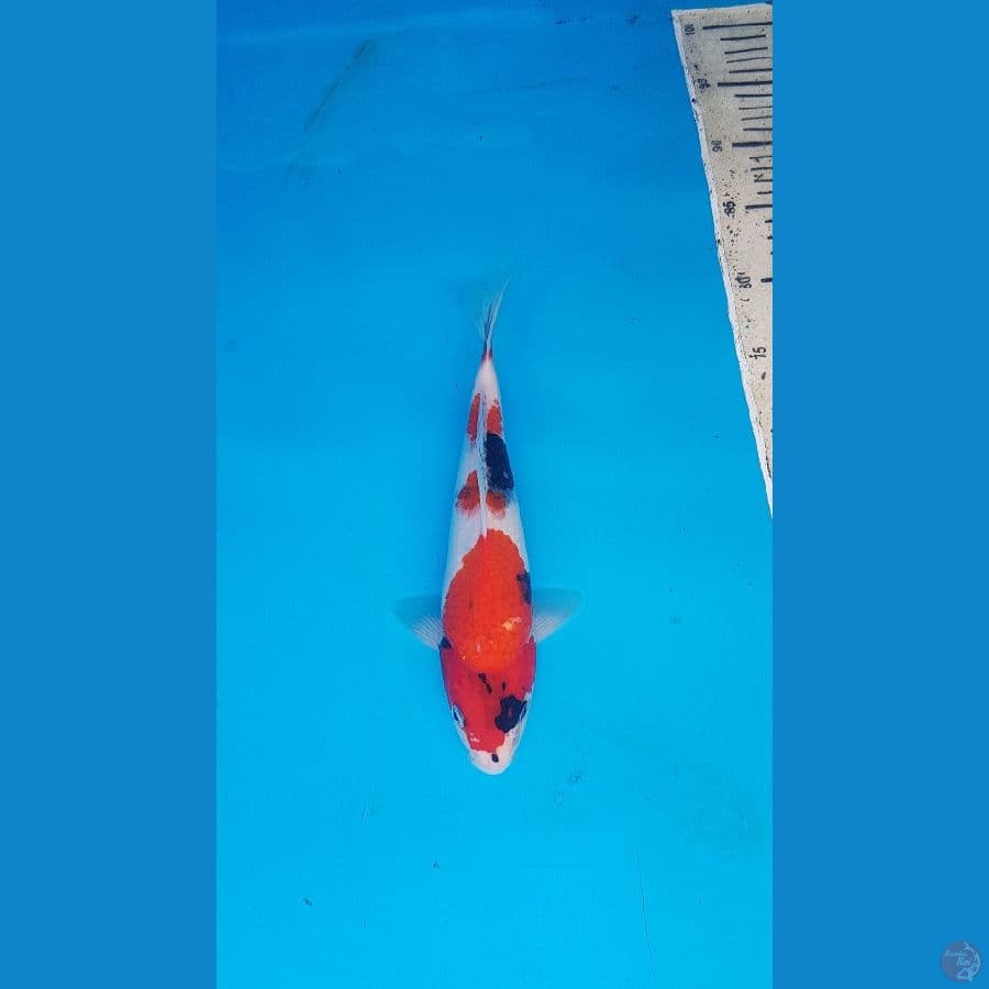 showa 27cm