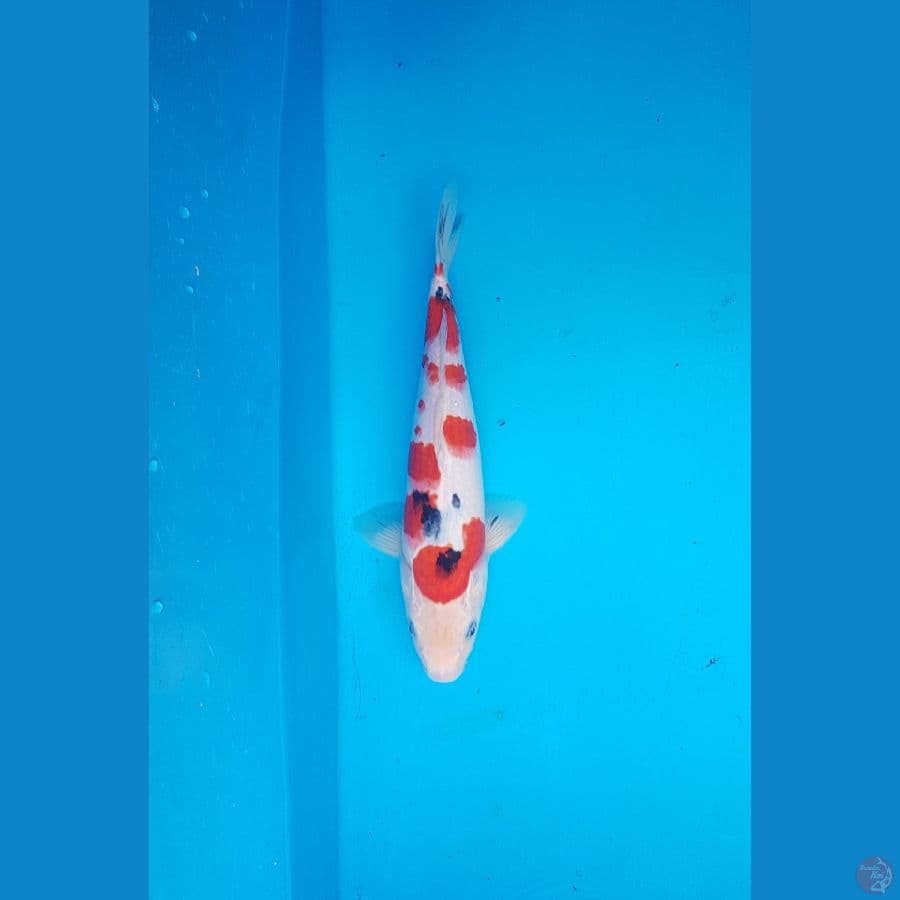 sanke 30cm