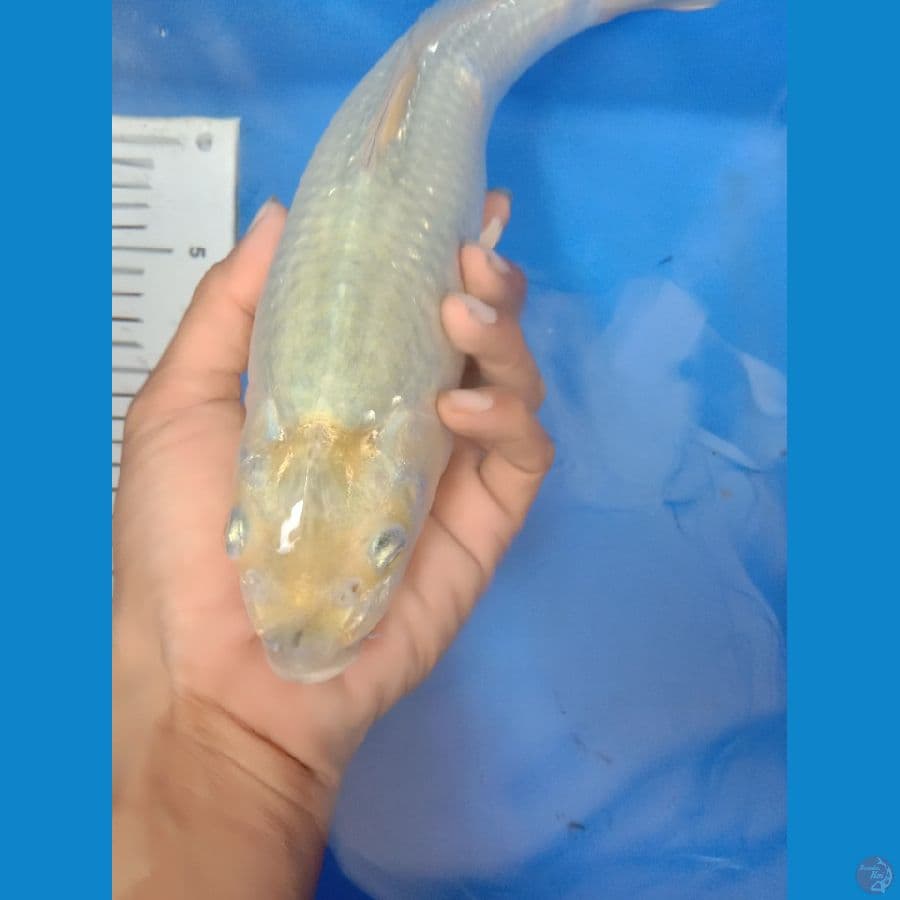 Soragoi 32 cm