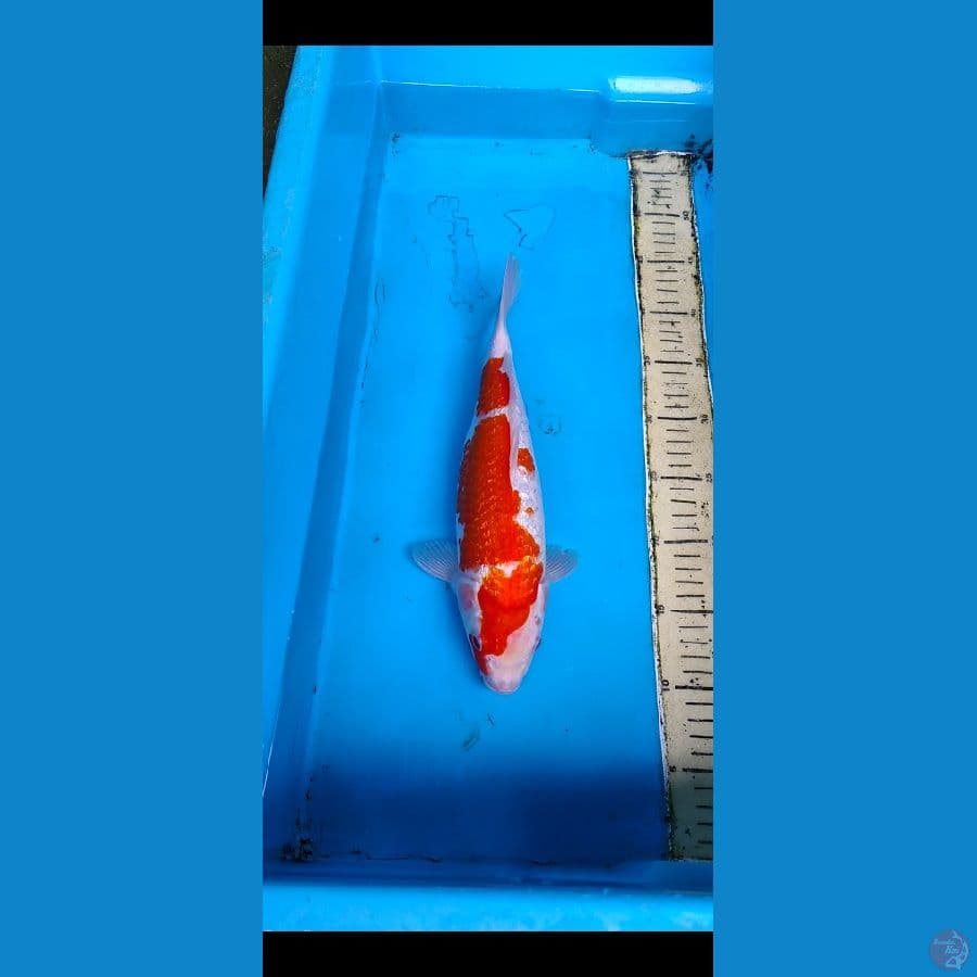 kohaku ginrin strong...... 33cm