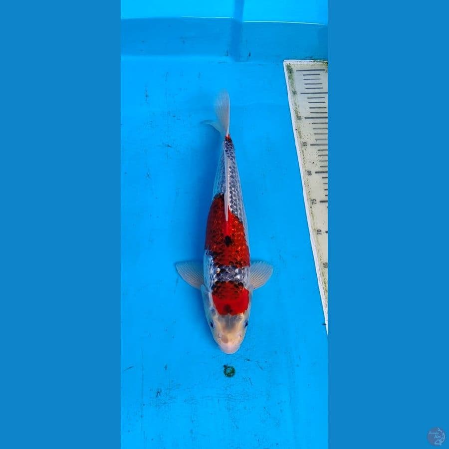 ghisiki recing full ginrin.... 38cm.... jantan