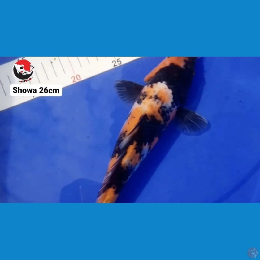SHOWA 26CM --- CANAYA KOI FARM