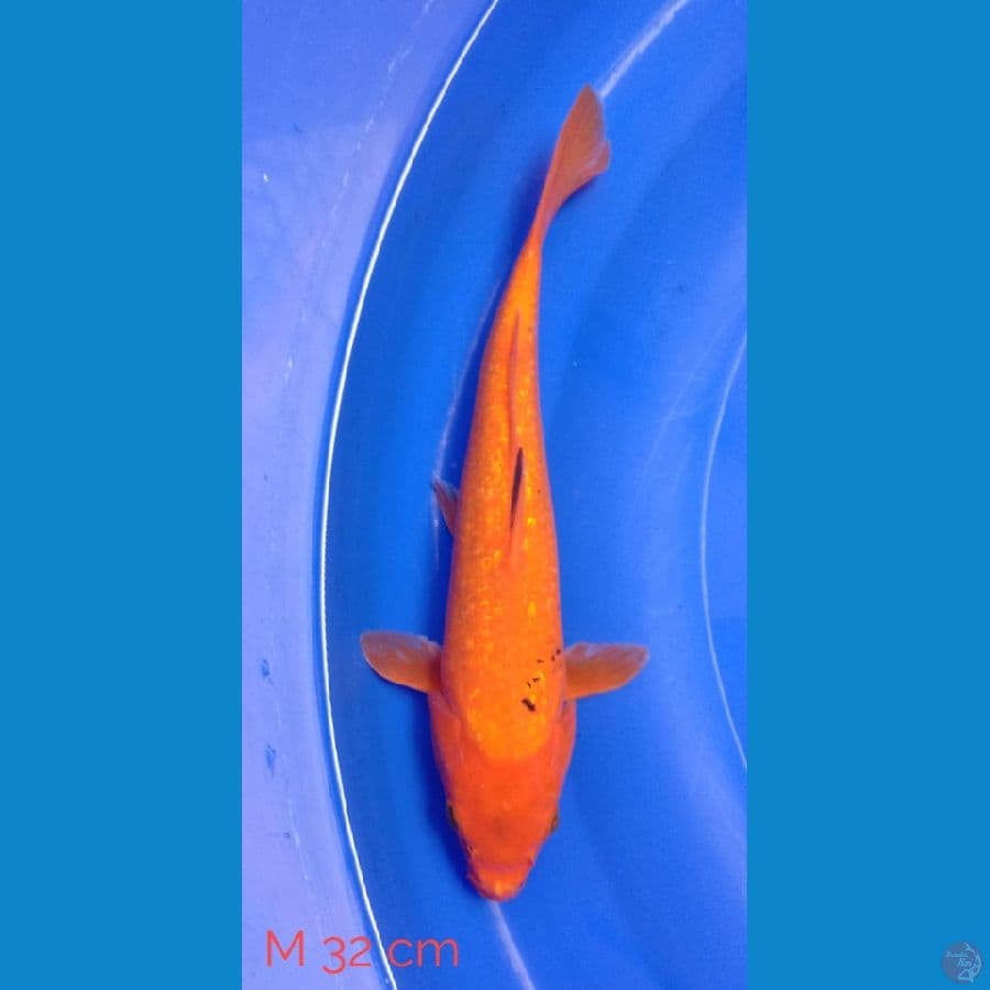 Benigoi ginrin Size 32 cm Male