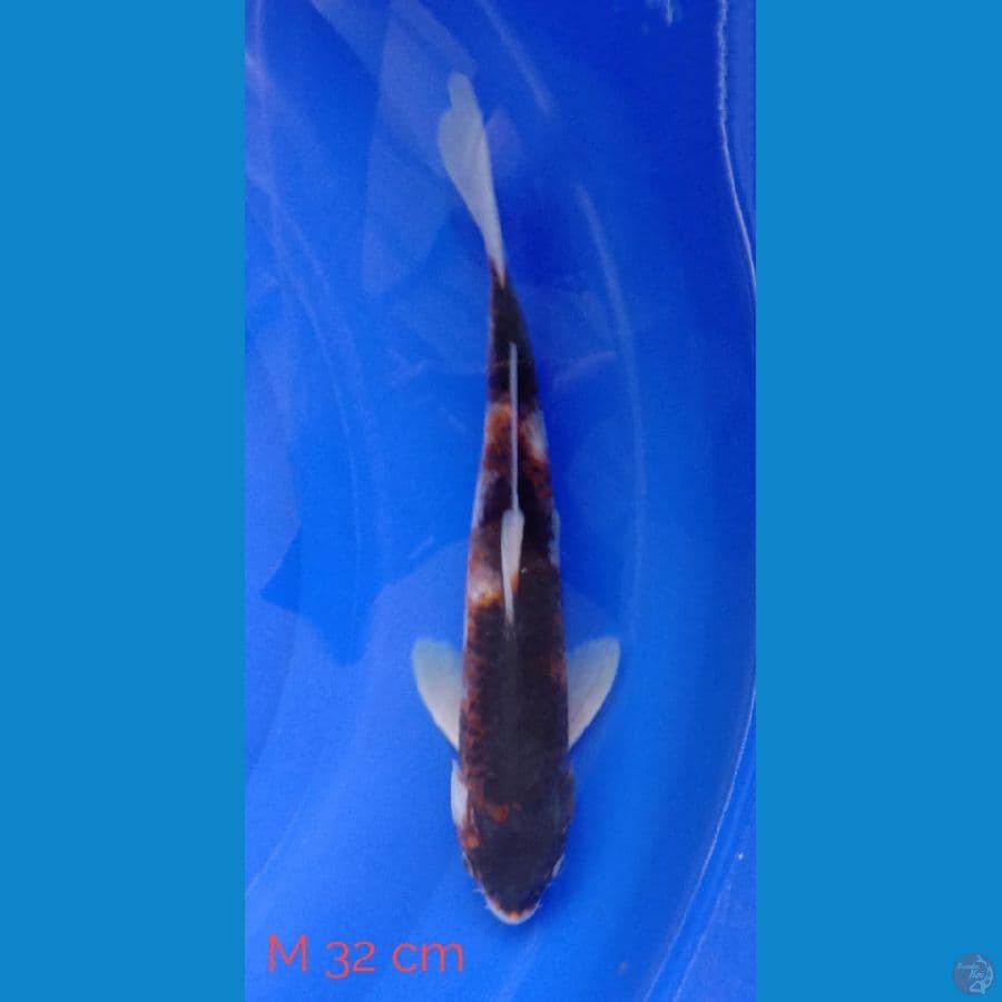 Goromo Size 32 cm Male