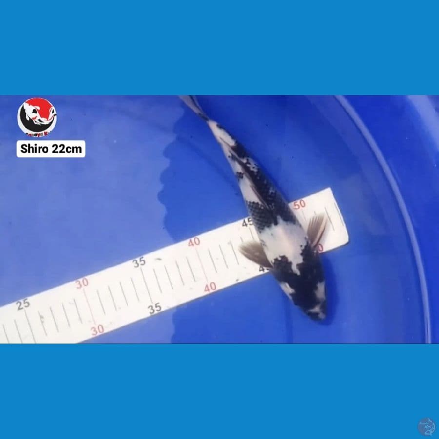 SHIRO 22CM --- CANAYA KOI FARM
