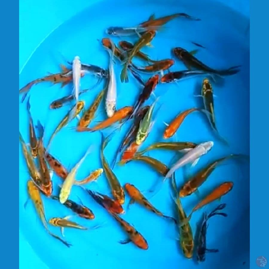KUJAKU CAMPUR KUMPAY 10 - 12 Cm, 40 EKOR