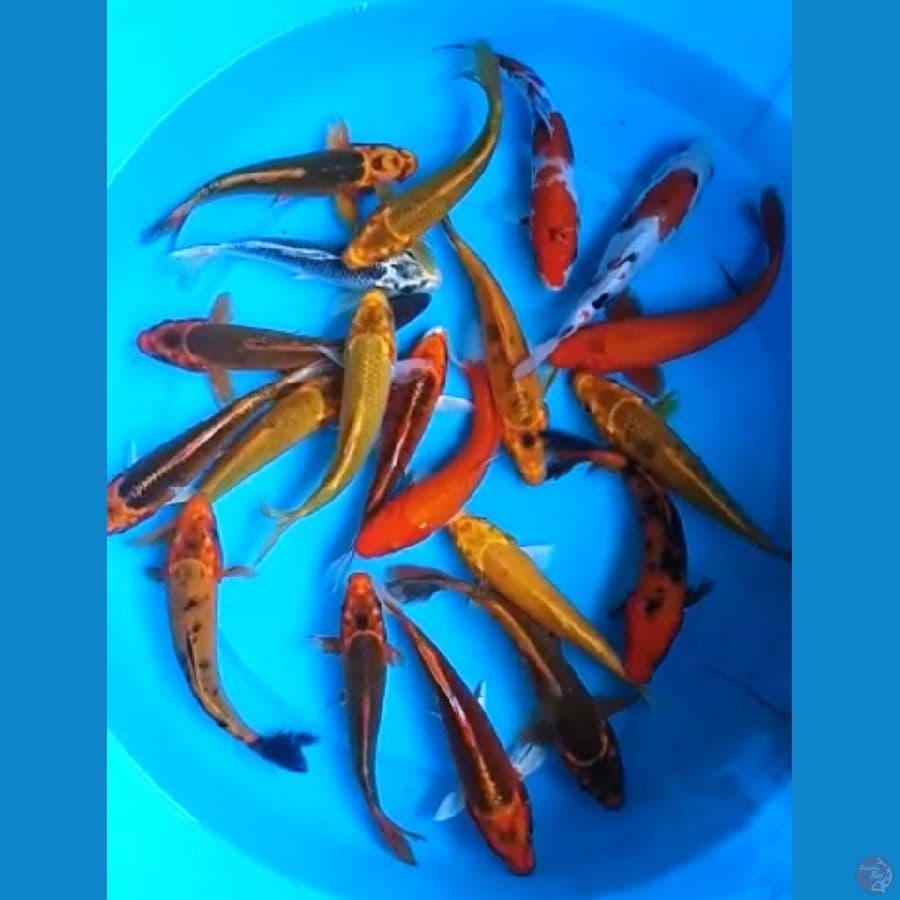 KUJAKU, SANKE CAMPUR 15 - 17 Cm, 20 EKOR