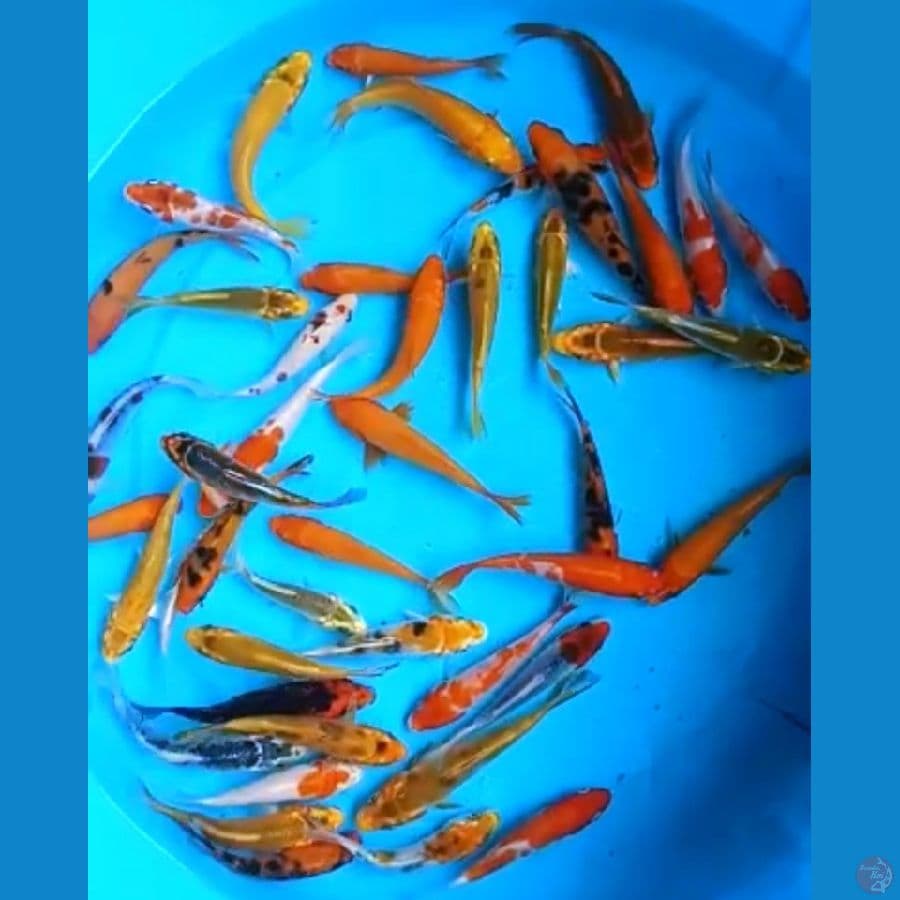 KOHAKU, SANKE, KUJAKU, MATSUBA 10 - 12 Cm, 40 EKOR
