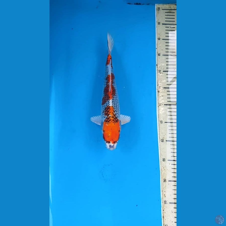 Kujaku 33cm male