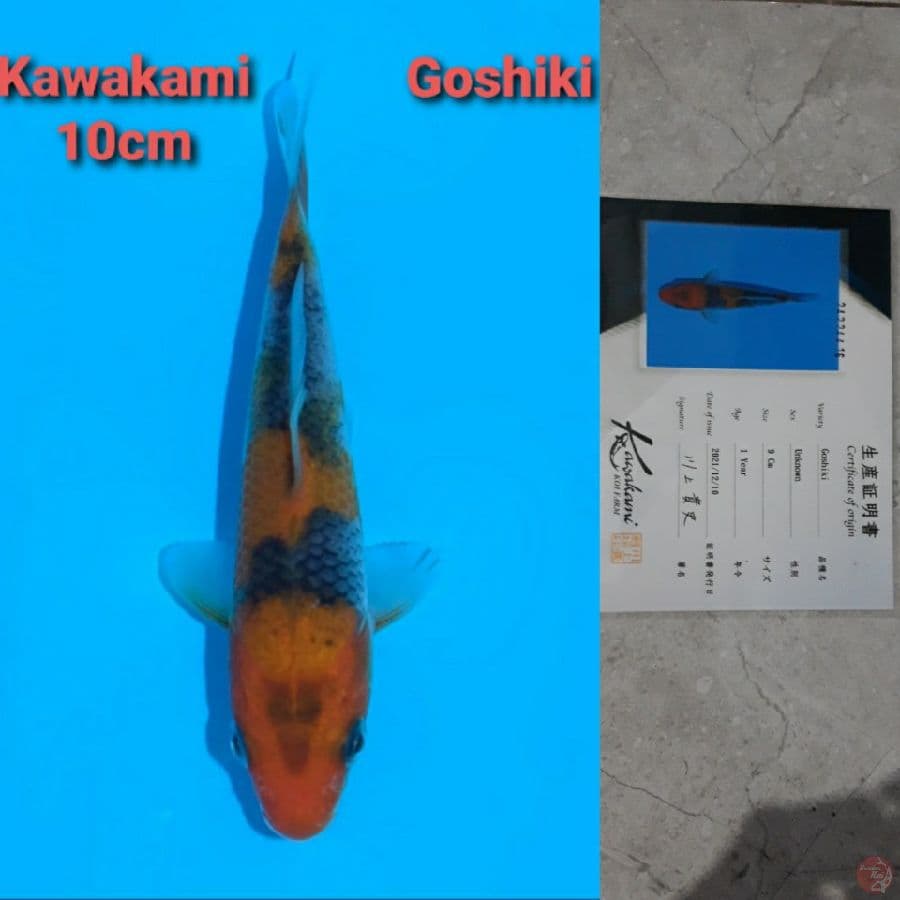 GOSHIKI KAWAKAMI SERTIFIKAT