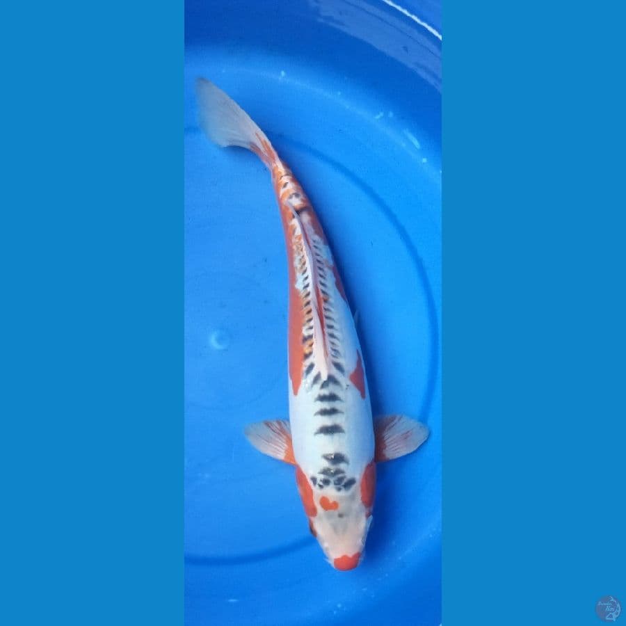 SHUSUI 38 cm