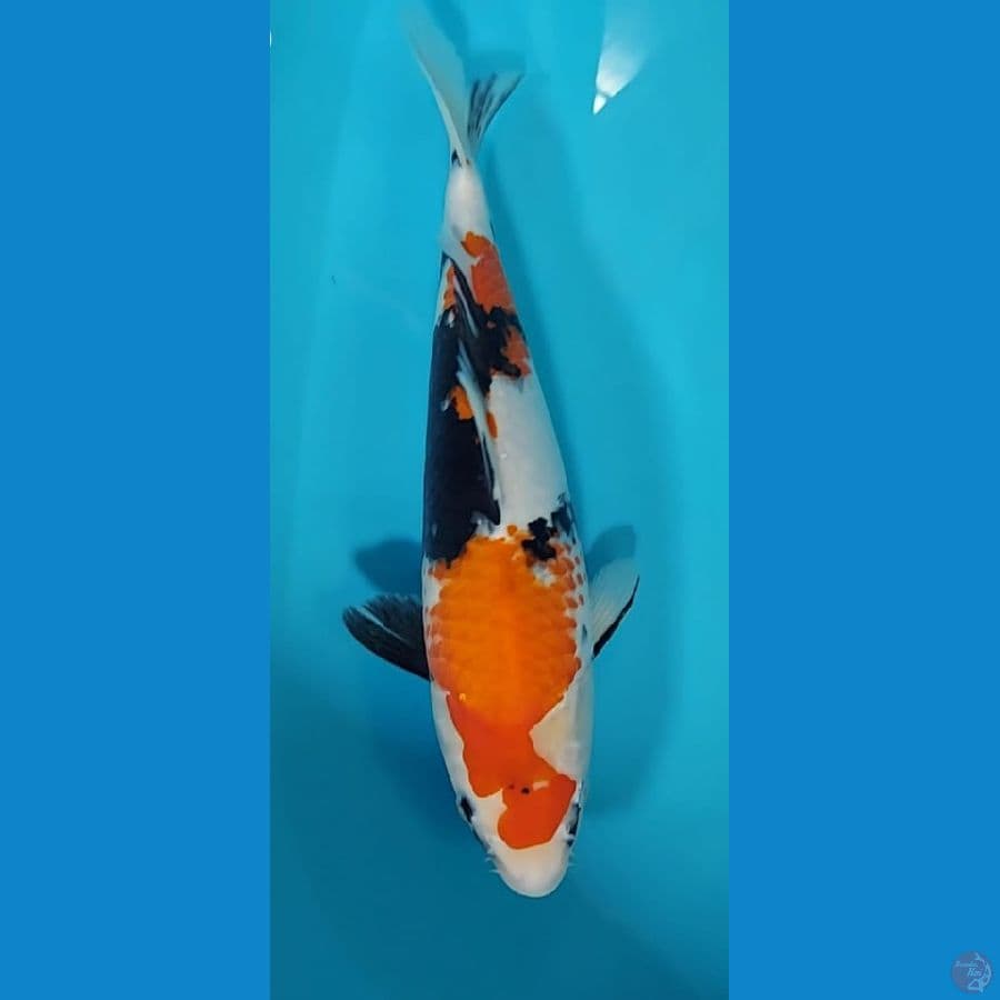 showa sanshoku 40cm female