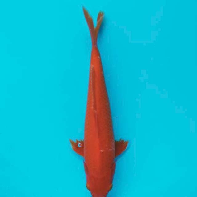 Aja hajiro 25cm