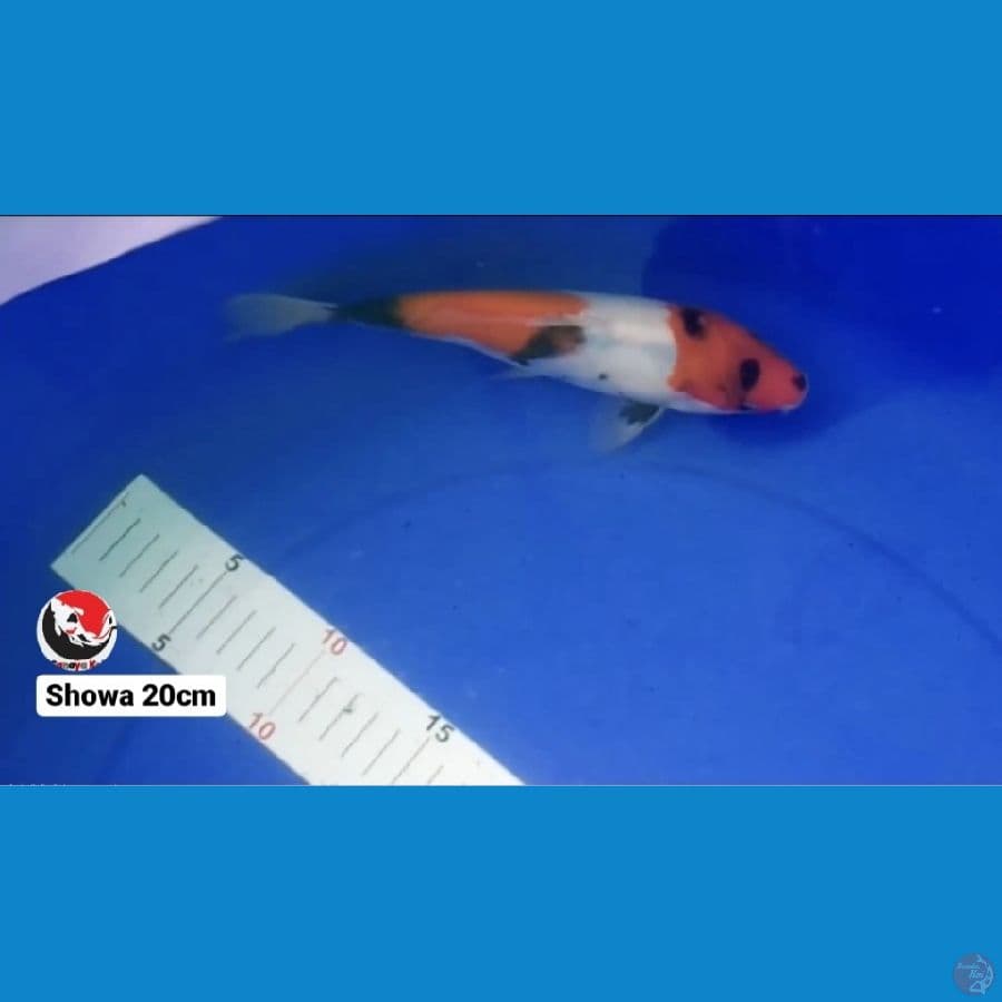 SHOWA 20CM --- CANAYA KOI FARM