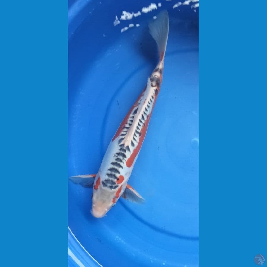 SHUSUI 35 CM