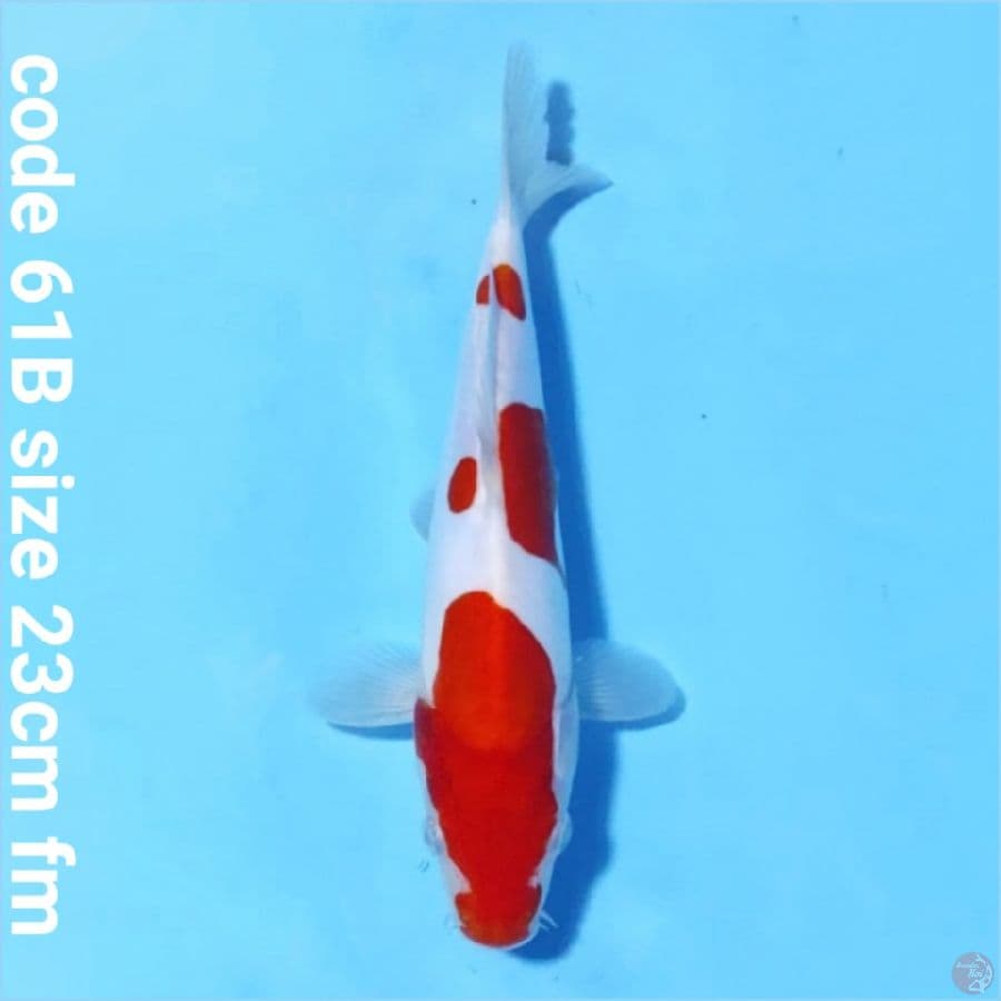Doitsu kohaku murni SQ