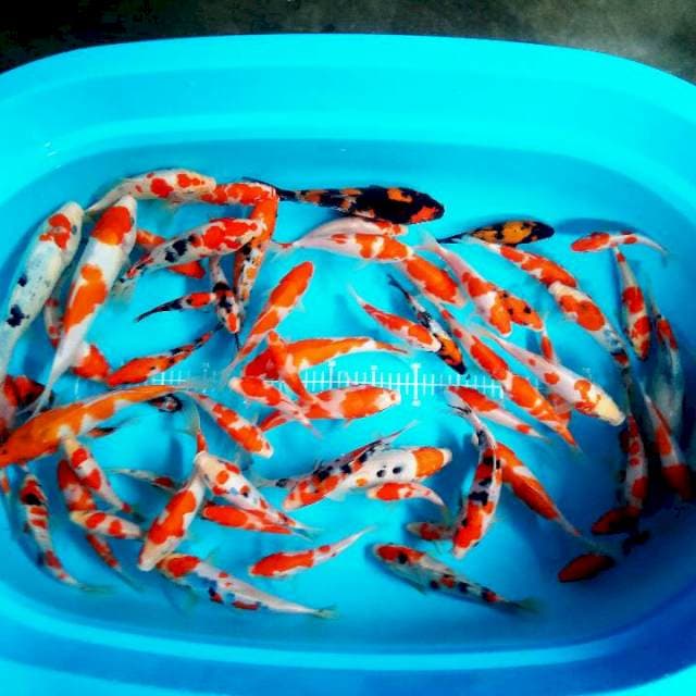 MIX 15-25CM