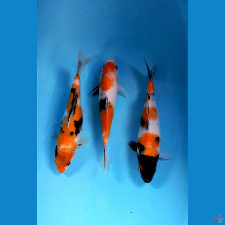 showa 21-24cm