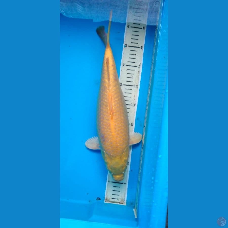 karashi 40 cm male