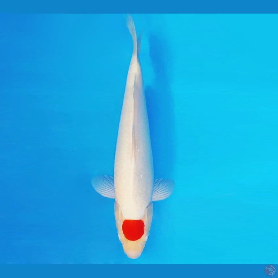 SONATA 6 ~ TANCHO 32 cm/fm ™