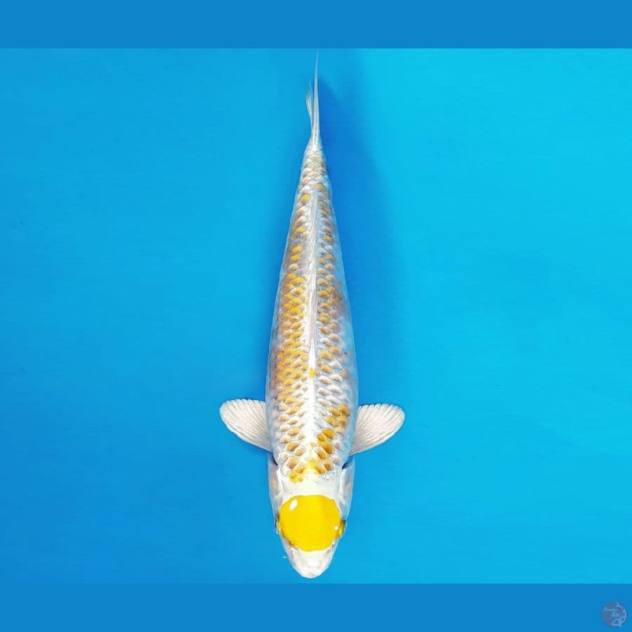 SONATA 8 ~TANCHO KANOKO HARIWAKE 30 cm/fm ™