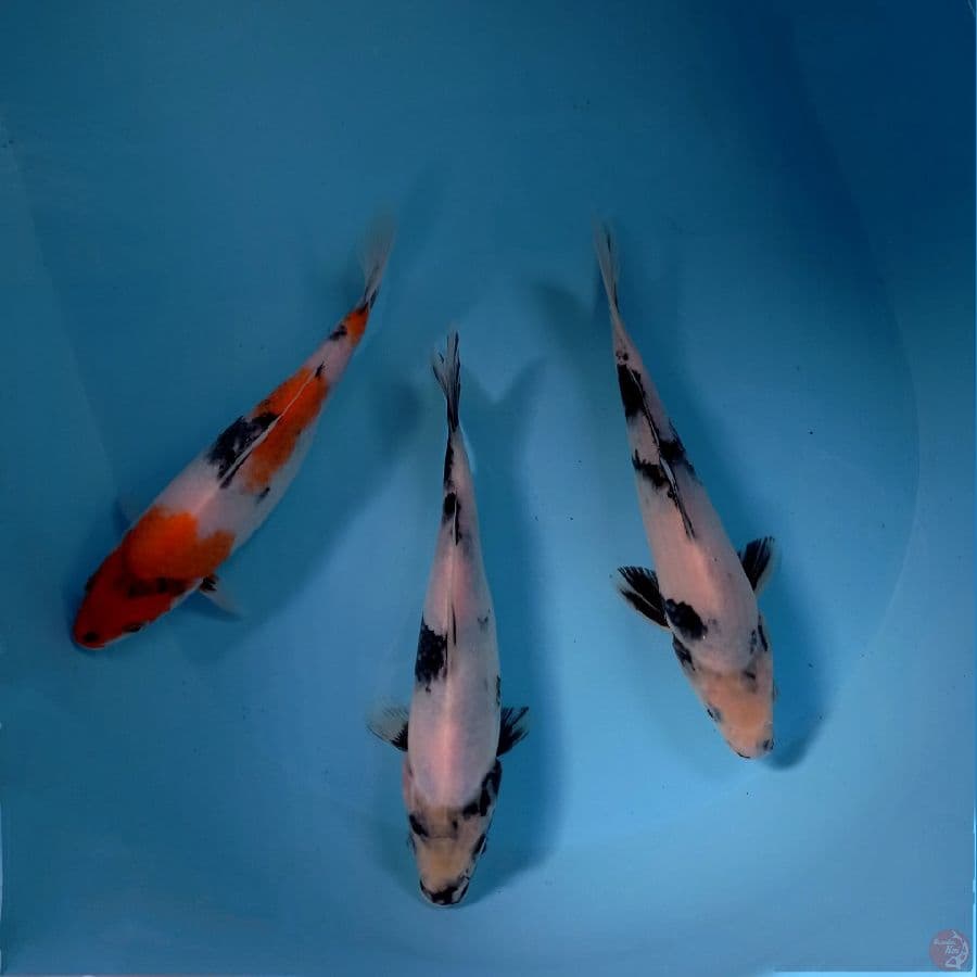 paket mix, 21-22 cm