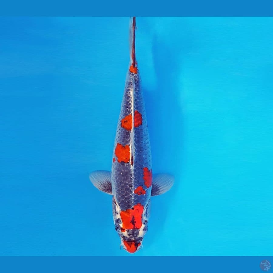 SONATA 11 ~ GINGA 34 cm/male ™