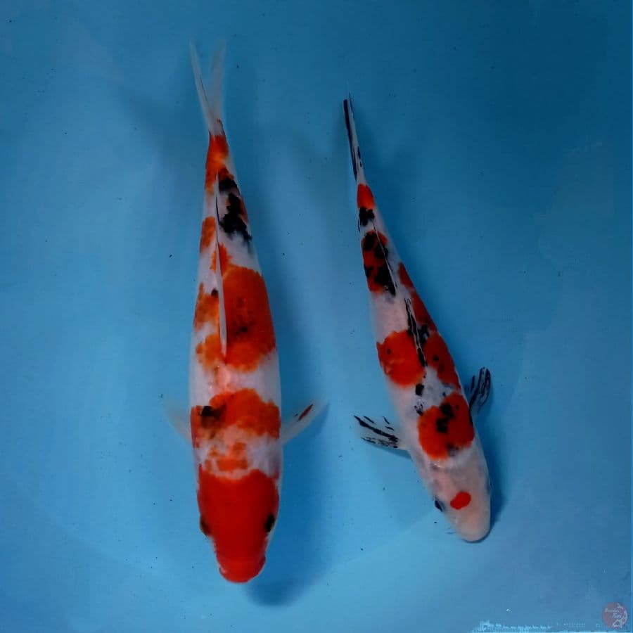 paket sanke, 25-30 cm