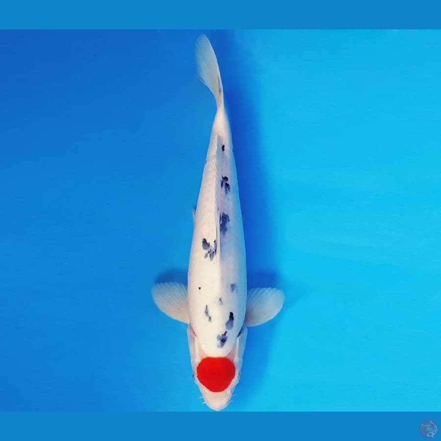 SONATA 13 ~ TANCHO SANKE 35 cm/male ™