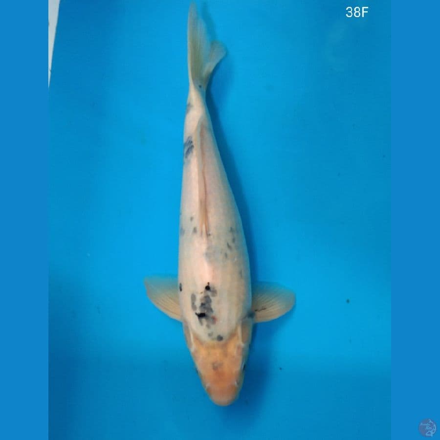 Tategoi Shiro 38cm Bahan Keeping