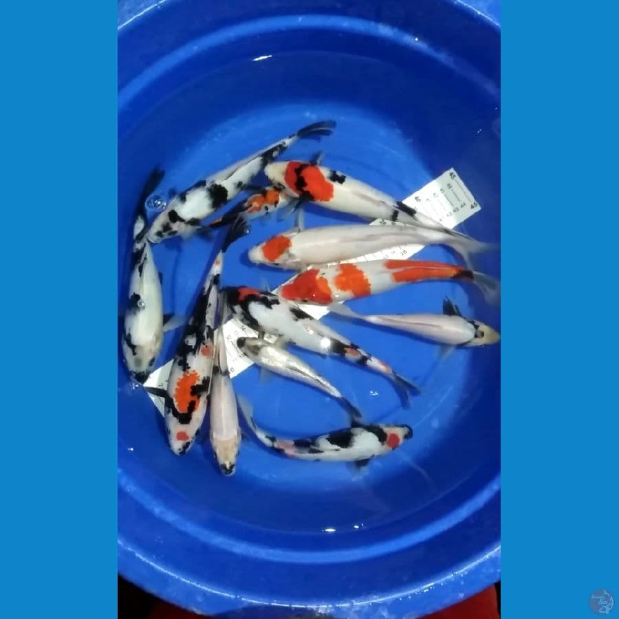 18-30cm 12 ekor