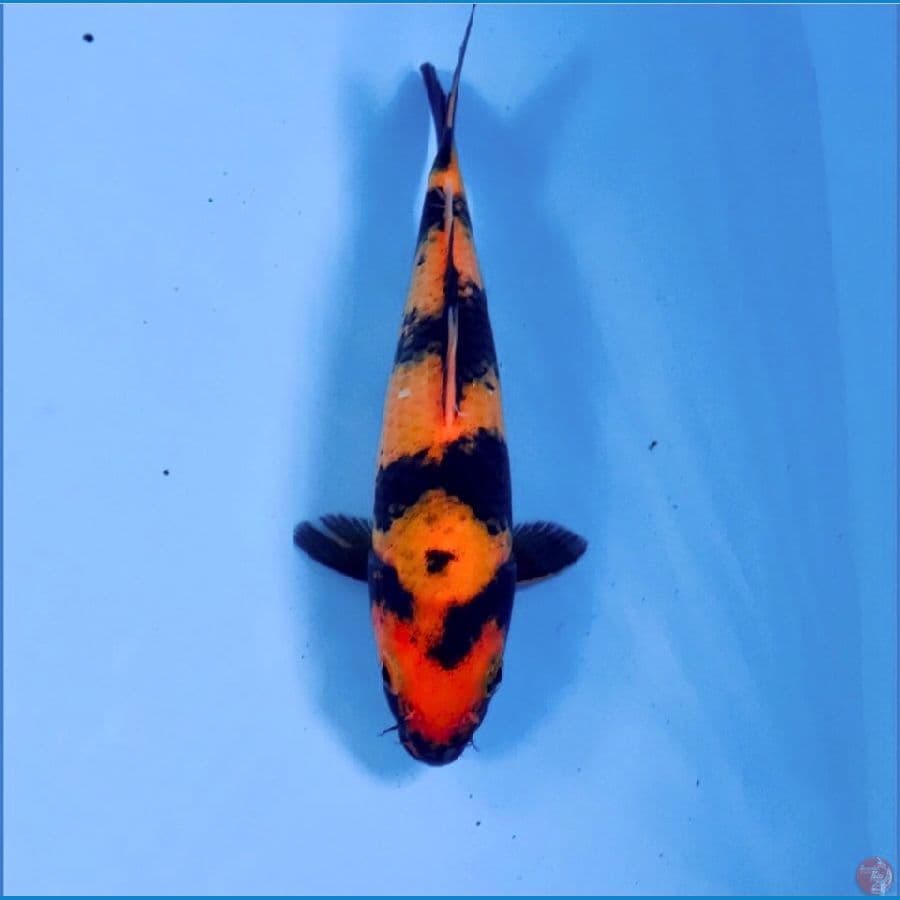 hi utsuri, 20 cm