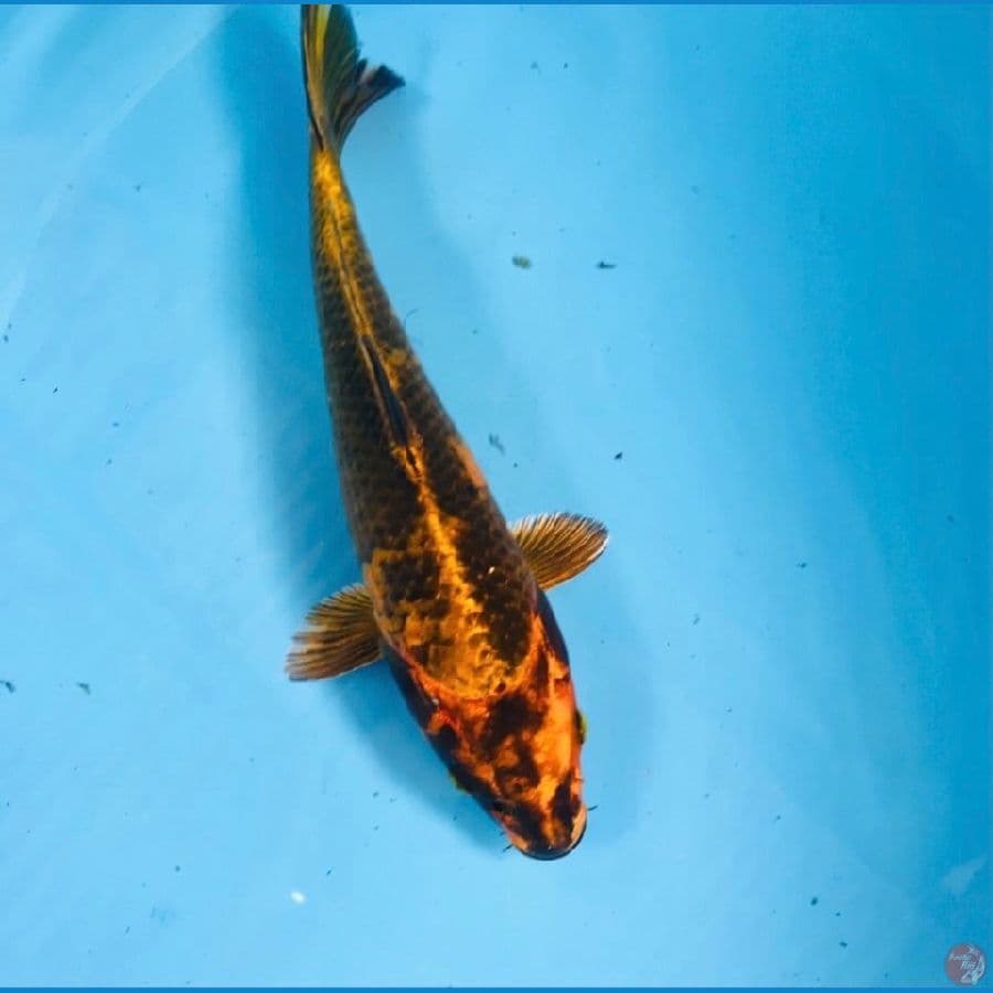 kin utsuri, 27 cm