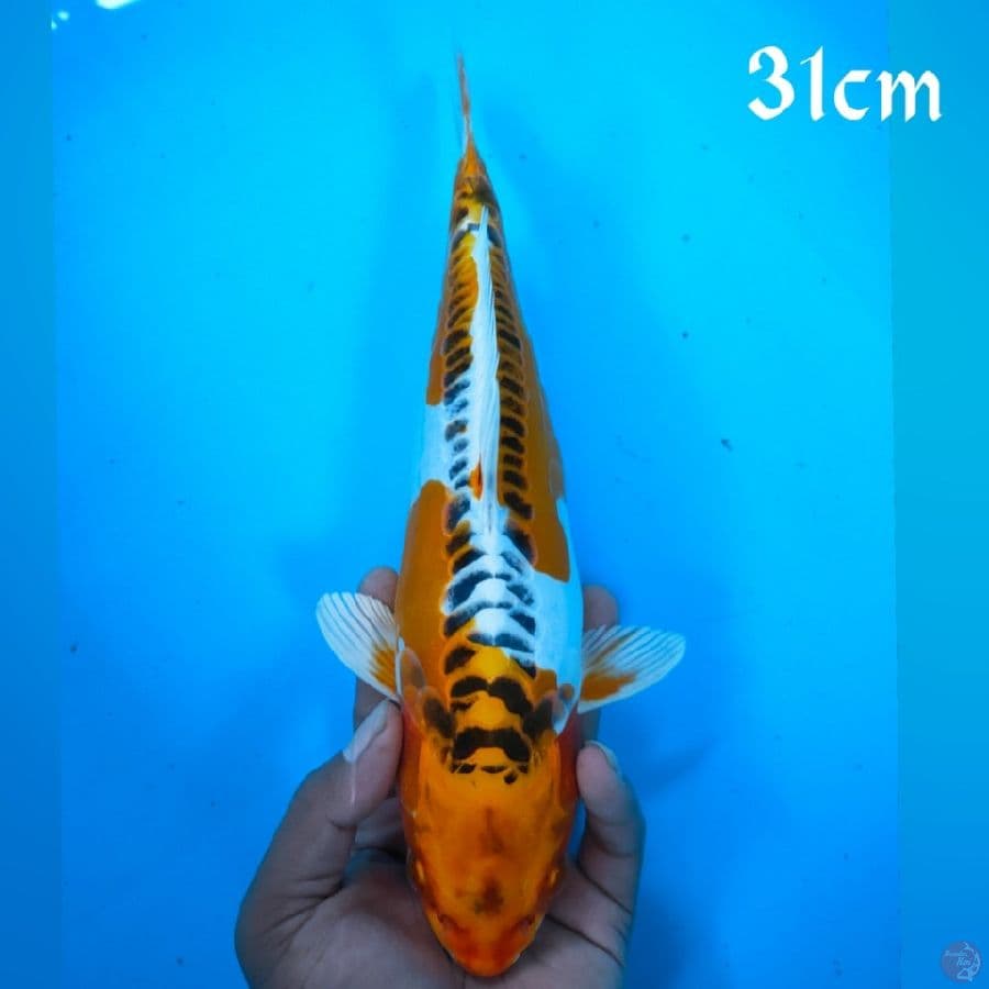 KOJAKU DOIDSU 31CM