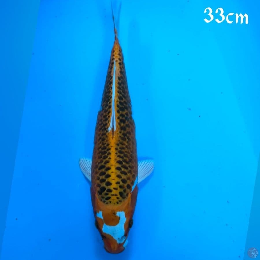 KOJAKU 33CM