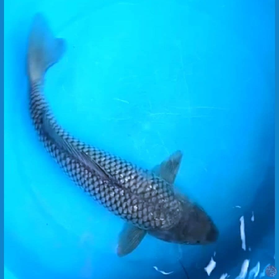 SORAGOI 38 Cm