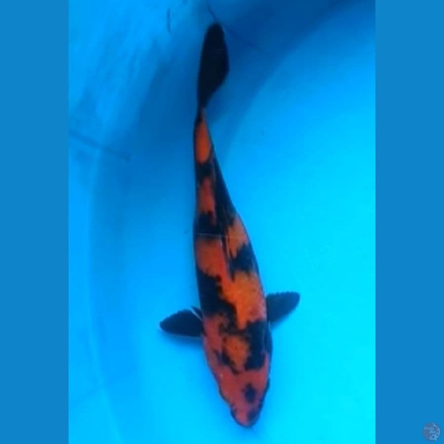 HI UTSURI 21 Cm