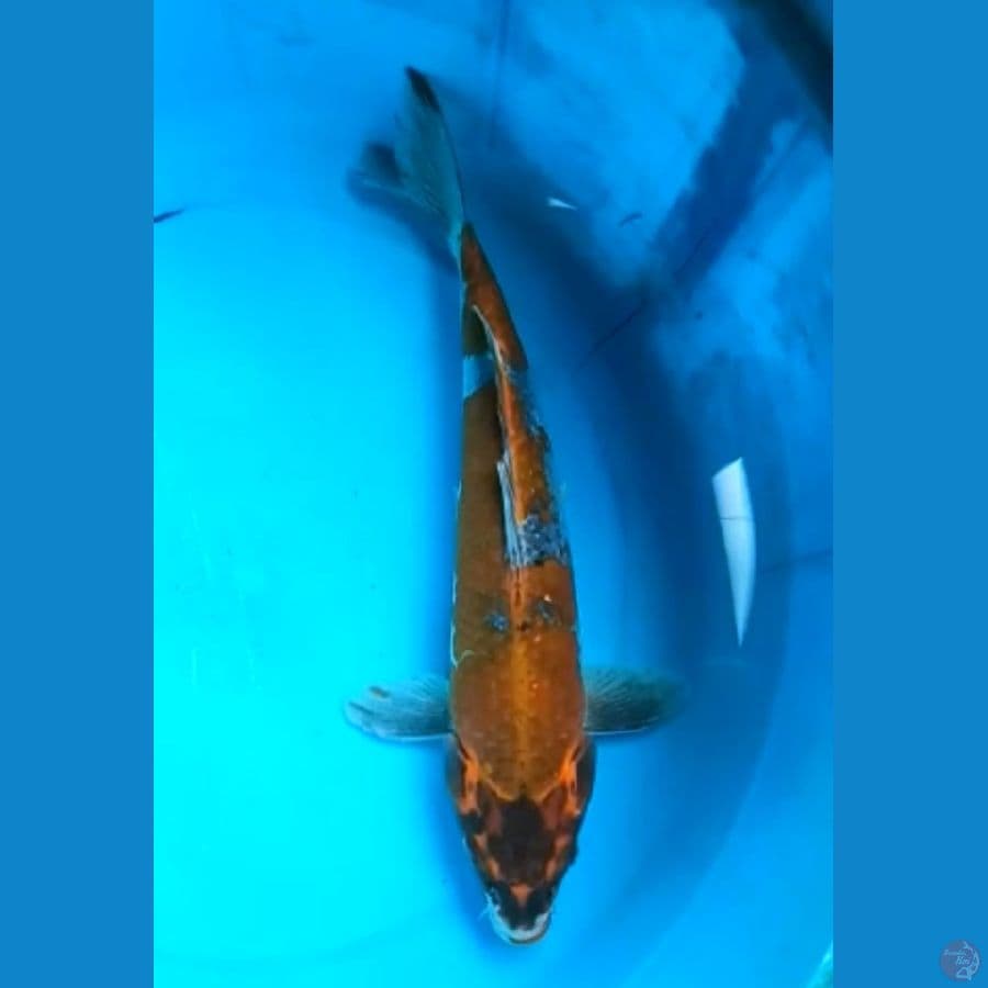 OCHIBA 35 Cm