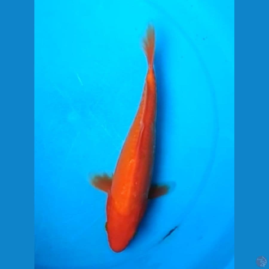 BENIGOI DOITSU 25 Cm