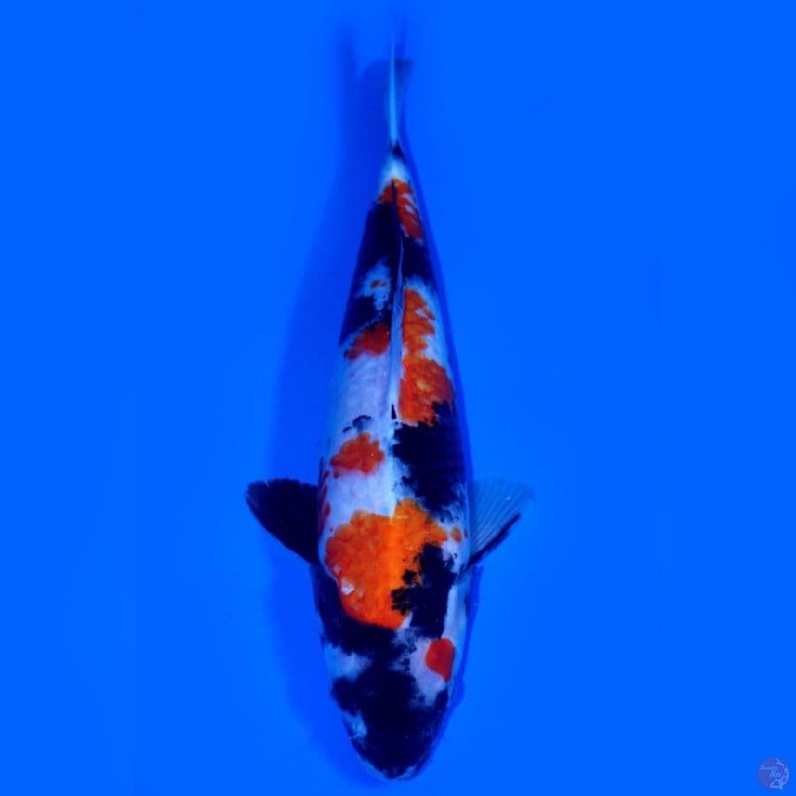 LUX 1 ~ KINDAI SHOWA BEST 35CM