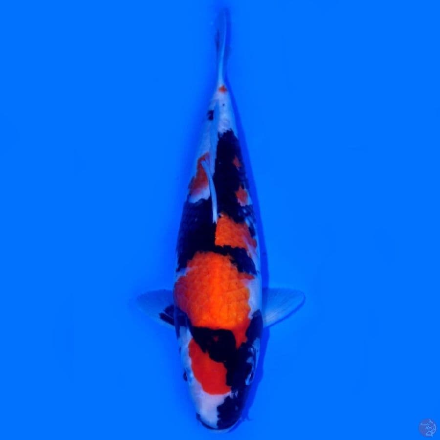 LUX 4 ~ SHOWA SANSHOKU BEST 33CM