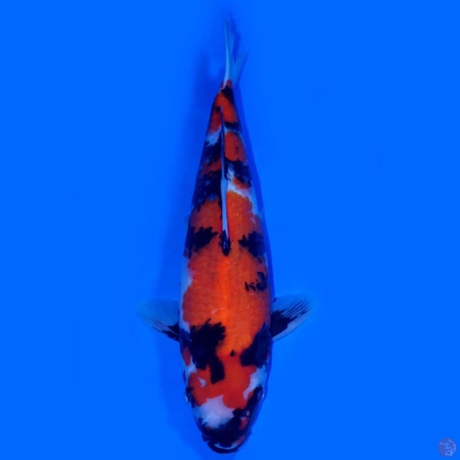 LUX 5 ~ SHOWA SANSHOKU SUPER BEST 33CM