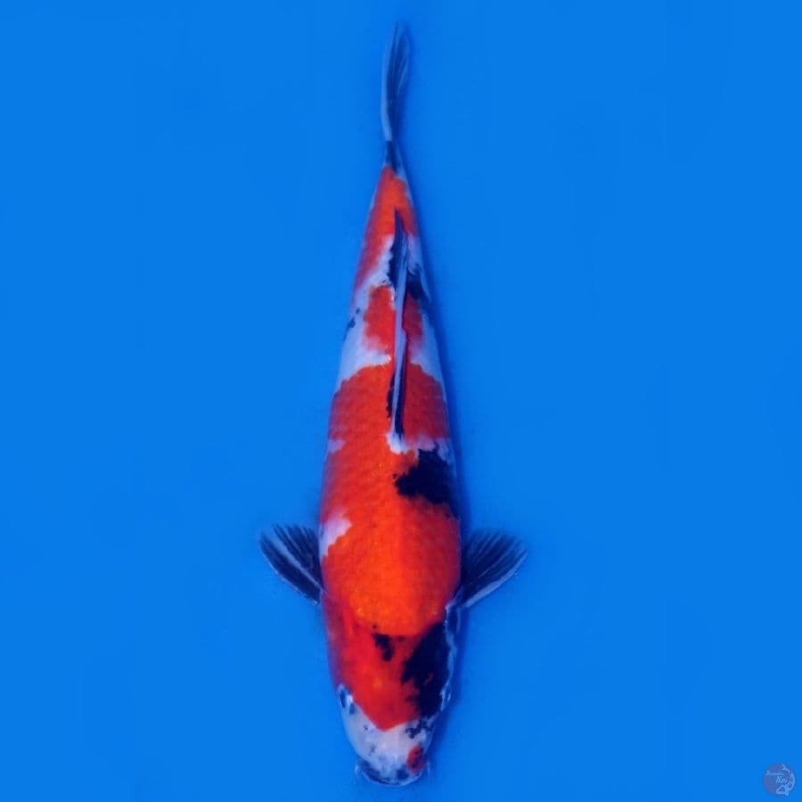 LUX 6 - SHOWA SANSHOKU BEST 30CM