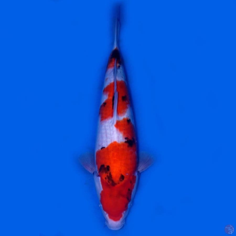 LUX 7 ~ SHOWA SANSHOKU BEST TATEGOI 40CM