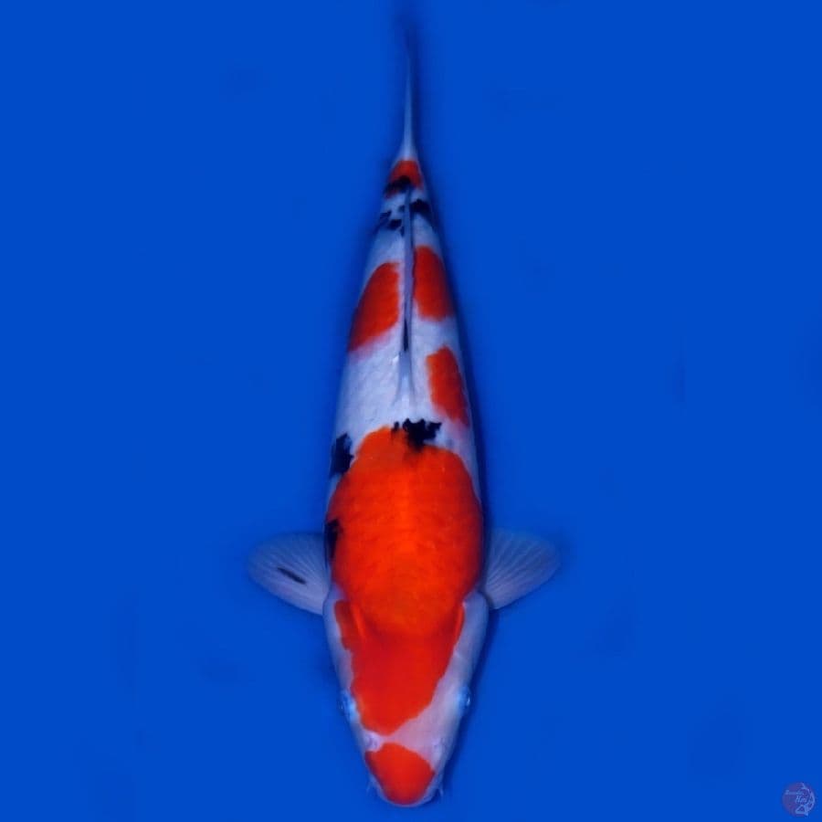 LUX 9 ~ TAISHO SANKE SUPER BEST 40CM
