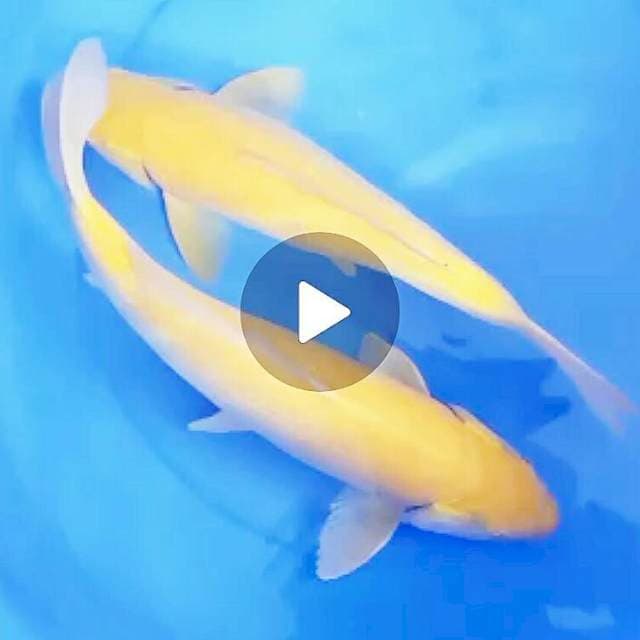 40cm F1 KONISHI KARASI PENJINAK KOLAM