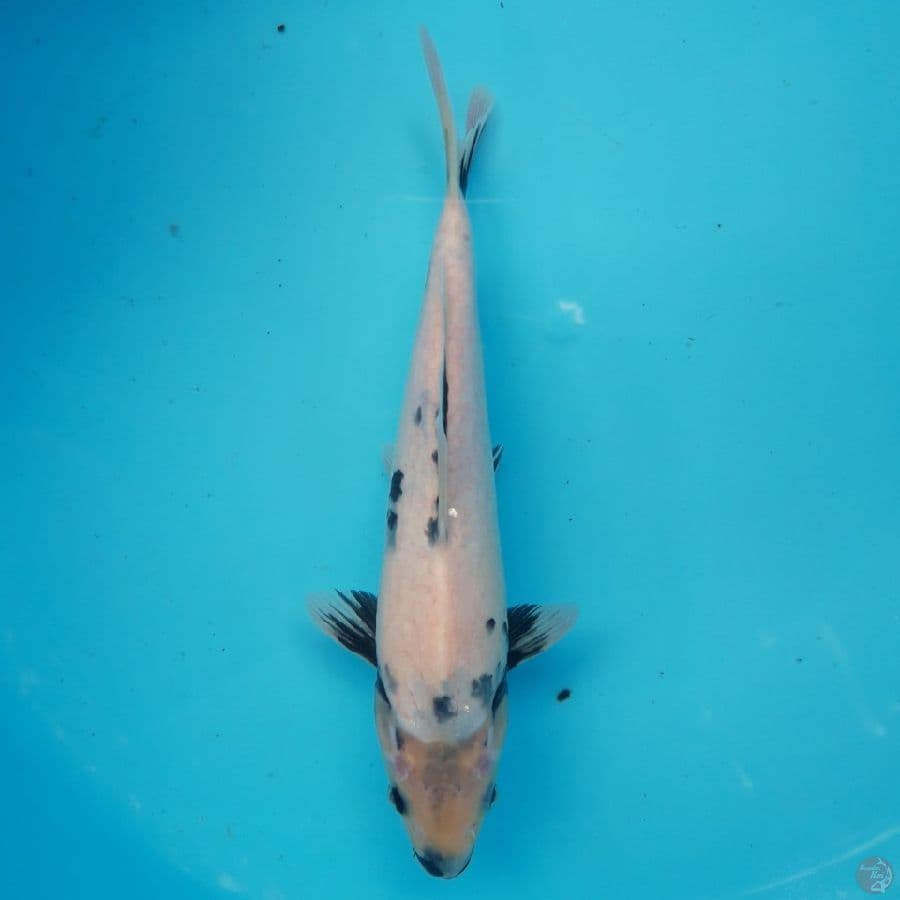 Shiro Tategoi 28cm