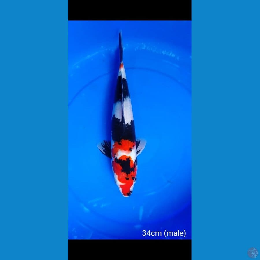 SHOWA 34cm (jantan)