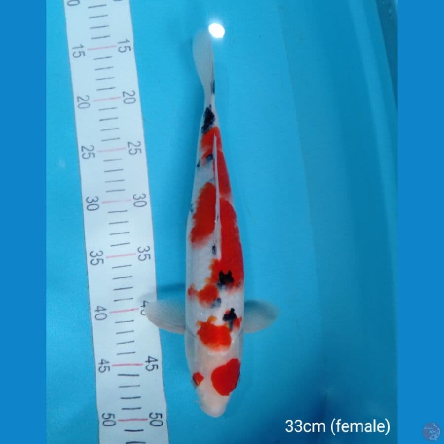 sanke 33cm female